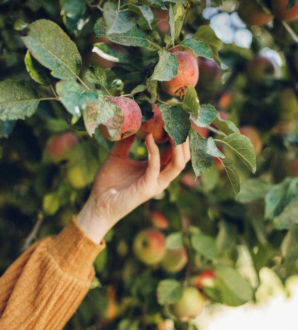 Your perfect guide to an apple picking outing
